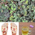 The Healing Power of Mimosa Pudica: 10 Health Benefits and How to Use This Amazing Plant