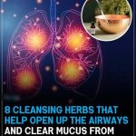 8 cleansing herbs that will open up your airways and clear mucus from your lungs